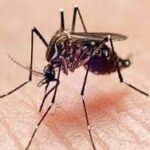 सर्दी-खांसी से अलग होते हैं मलेरिया के लक्षण, कैसे करें पहचान